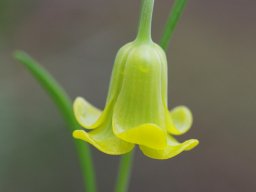 Fritillaria_rhodi_Apolakkia__Monolithos